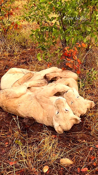 taylor.creeden taylor.creeden archive video