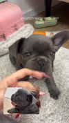 rotem.antman Altpins Profile Picture
