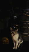 ___larxiii.v__ Altpins Profile Picture