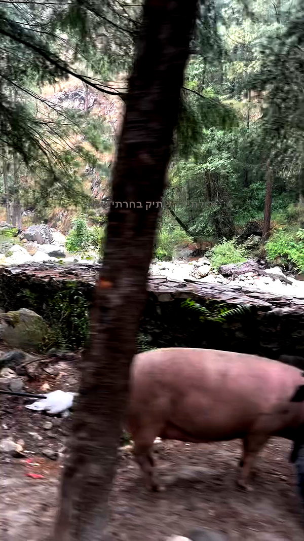 yulia.isakov archive video preview