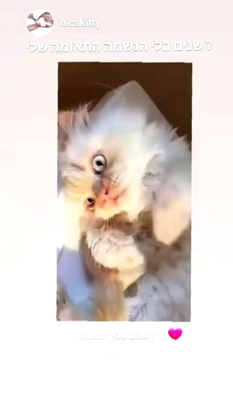 nicakitty archive video preview