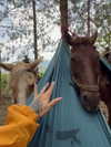 vampira_swami Altpins Profile Picture