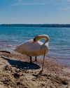 annabottoo Altpins Profile Picture