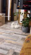 elsgatti Altpins Profile Picture