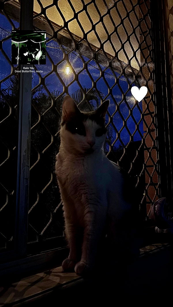 livindeadyaz archive video preview