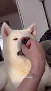 kriskaik Altpins Profile Picture
