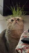 dina_shrago Altpins Profile Picture