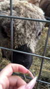 karin_orhov Altpins Profile Picture