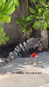 itsilanosh Altpins Profile Picture