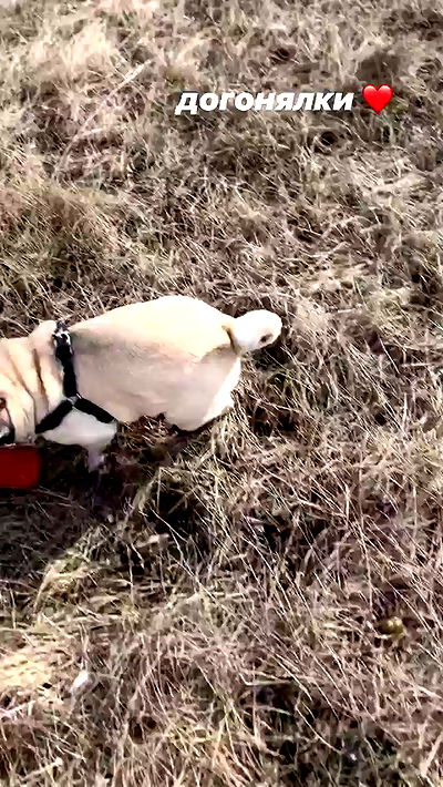 nyityam nyityam archive video