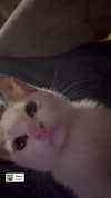 mellisachristiee Altpins Profile Picture