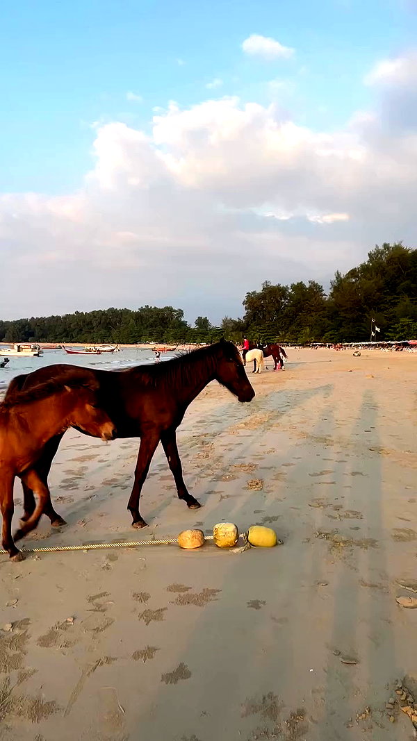 tamagotkri archive video preview