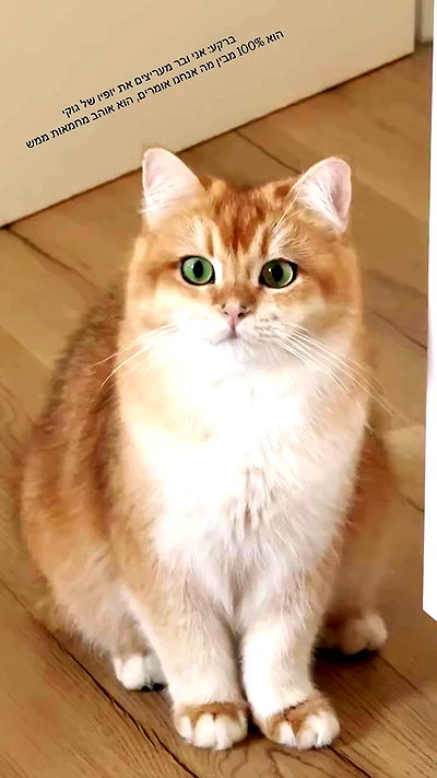 itsilanosh itsilanosh archive video