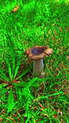 aleiisha.piixiie Altpins Profile Picture