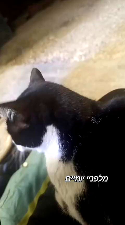 moonyyyya archive video preview