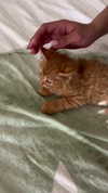 mishel_d_ Altpins Profile Picture