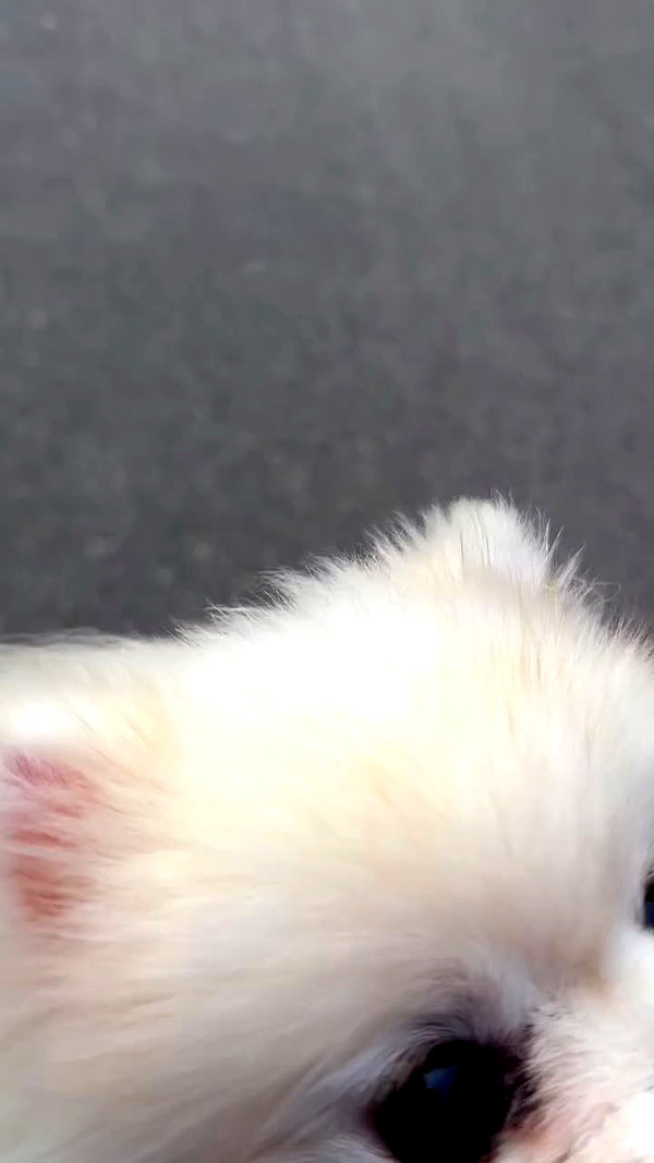 imshigh_ archive video preview