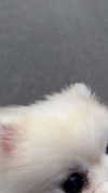 imshigh_ Altpins Profile Picture