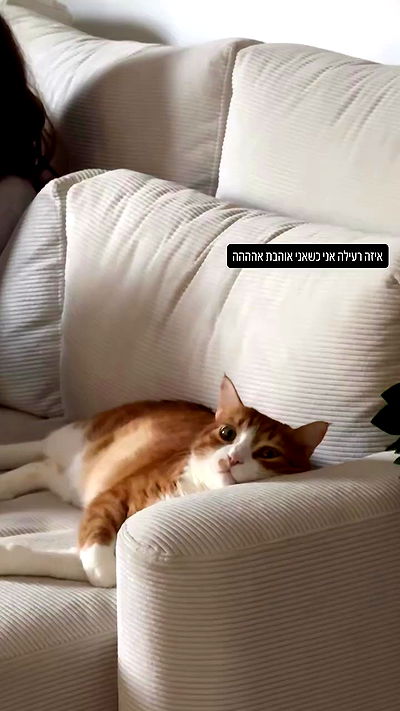 iambohema.v2 iambohema.v2 archive video