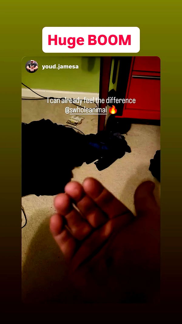 swholeanimal archive video preview