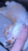 itsilanosh Altpins Profile Picture