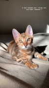 sabiyo Altpins Profile Picture