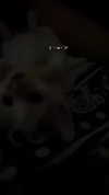 yule4kamraz Altpins Profile Picture