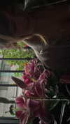 gissell_eli Altpins Profile Picture