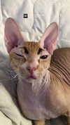 hoodifruit Altpins Profile Picture