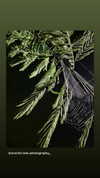arachn1.ba3 Altpins Profile Picture