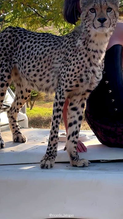 taylor.creeden taylor.creeden archive video