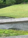 elizabethcampbelljones Altpins Profile Picture