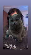 chibinekopurr Altpins Profile Picture