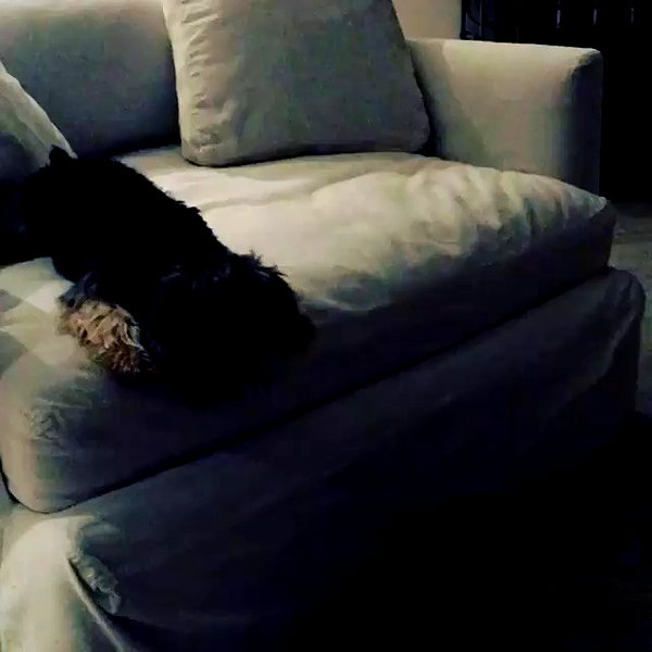 lilbieber archive video preview
