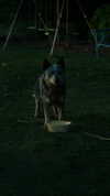 endofoakstreet Altpins Profile Picture