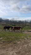 _broock_ Altpins Profile Picture