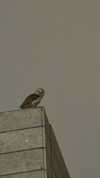 laluzone Altpins Profile Picture
