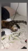 hellokittyangel666 Altpins Profile Picture