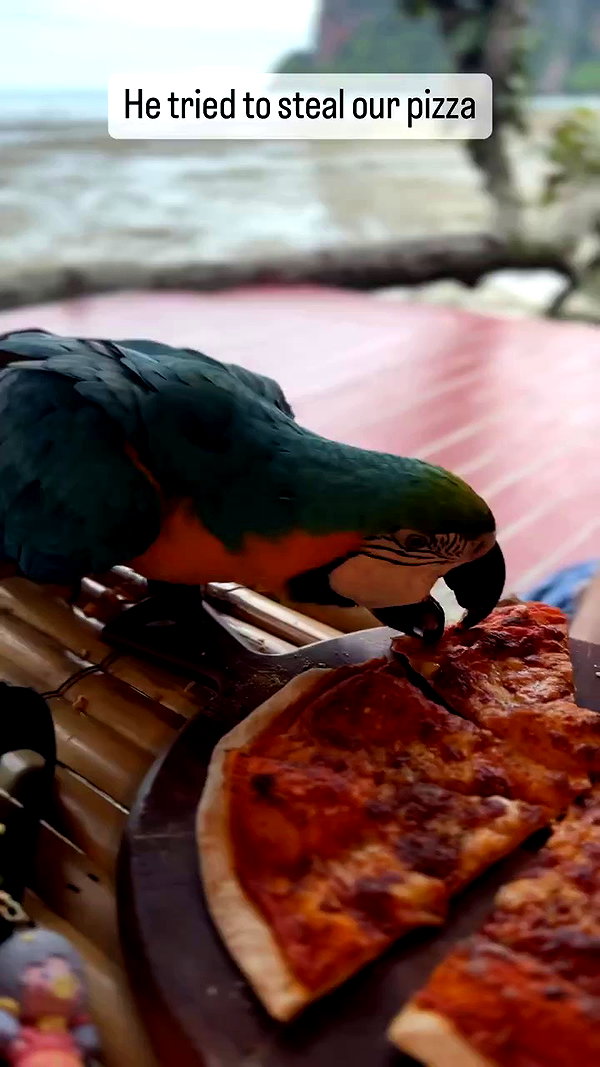 swfx_real archive video preview