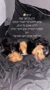 mor_amgar Altpins Profile Picture