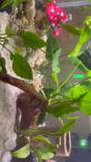jeanlouiee Altpins Profile Picture
