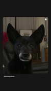 liashaked Altpins Profile Picture