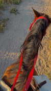 poppyymatildaa Altpins Profile Picture