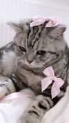 annaemiliaz Altpins Profile Picture