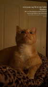 rachelchaleff Altpins Profile Picture