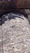 elizabethcampbelljones Altpins Profile Picture