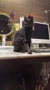 darkstar_mia Altpins Profile Picture