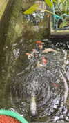 daisy_r_19 Altpins Profile Picture