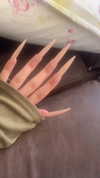 babynympho_archive Altpins Profile Picture