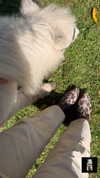 rouxroux.tv Altpins Profile Picture